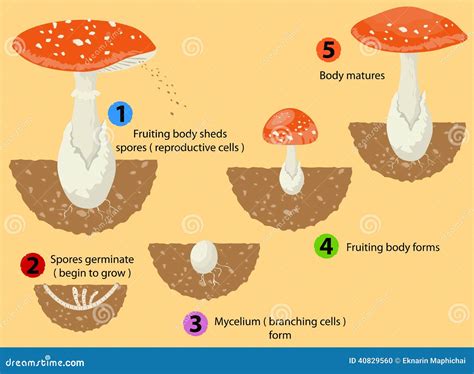 fungi life cycle royalty  stock image cartoondealercom