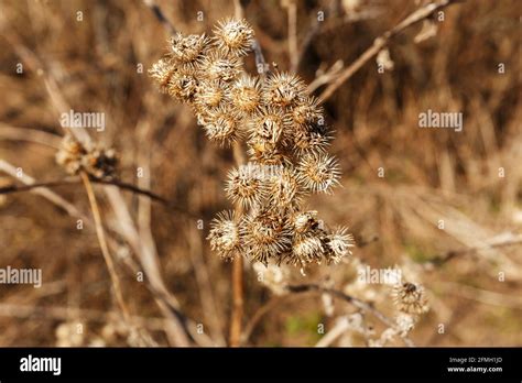 Сухой куст (46 фото)