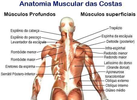 Costa Ou Costas Corpo Humano - anatomia-muscular-das-costas - Anatomia_miologia