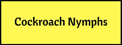 Cockroach Nymphs | German & American Roach Nymphs