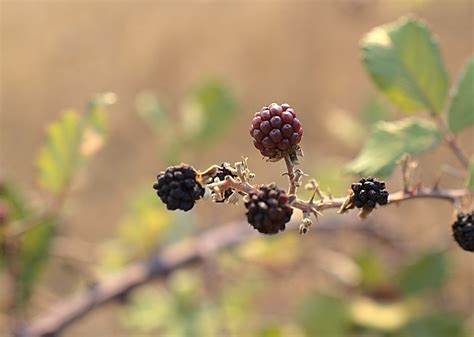 Blackberries Fruit Brambles - Free photo on Pixabay - Pixabay