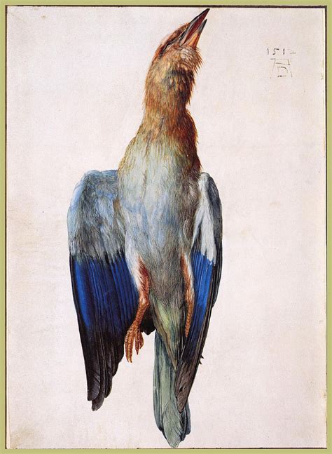 Dead Bluebird, 1512 - Albrecht Durer - WikiArt.org