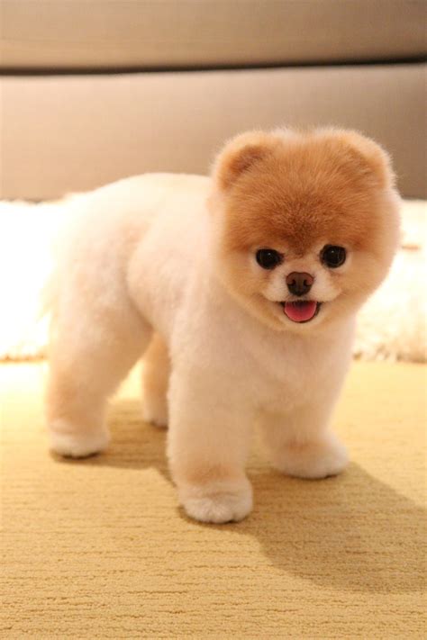 Race de chien tout petit – Chien bonheur