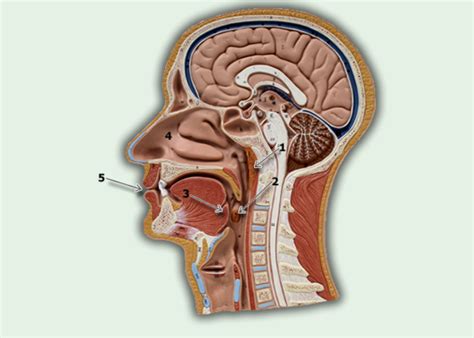Tonsils Diagram | Quizlet
