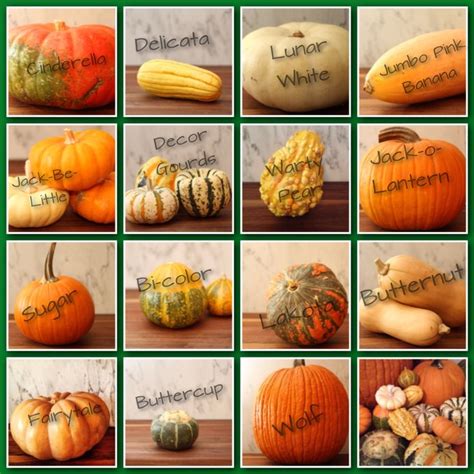 gourd chart key OLT 2013 | Pumpkin squash, Squash varieties, Pumpkin
