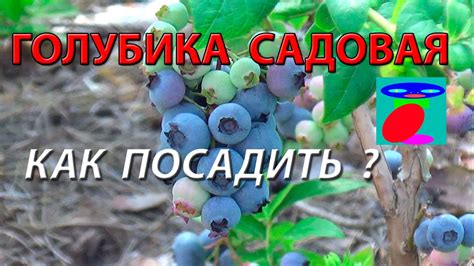 Голубика. Посадка голубики садовой. - YouTube