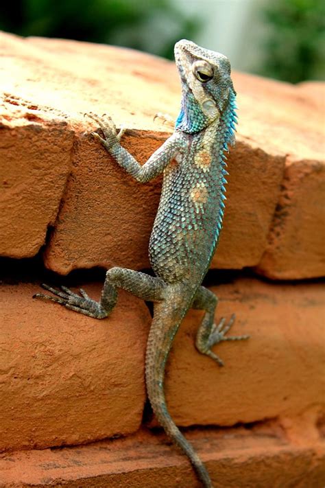Gekko Animal - Foto gratuita no Pixabay - Pixabay