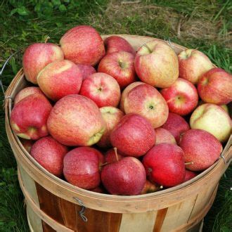 apple fun facts apple holler