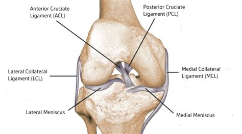 Ligament Injuries and ACL Reconstruction - Dr. Bu Balalla