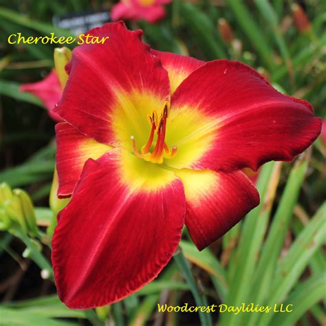 Woodcrest Daylilies LLC - Cherokee Star*