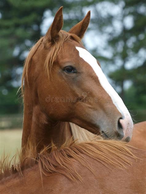 Thoroughbred Yearlings stock image. Image of pony, head - 24464047