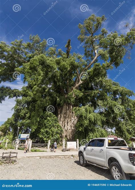 Maria Aurora, Aurora, Philippines - the Balete Tree Millenium Tree, a
