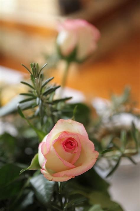 Free picture: bouquet, petals, rosemary, roses, rose, wedding, nature ...