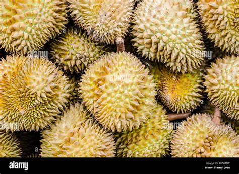 Durian, king of fruit, famous fruit in Thailand Stock Photo - Alamy