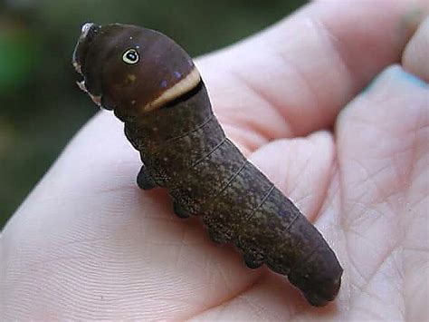 American Swallowtail butterfly caterpillar in the UK