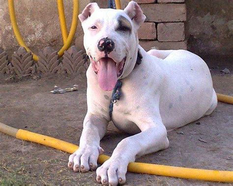 Булли Кутта (Bully Kutta) - это массивная, мускулистая и бесстрашная ...
