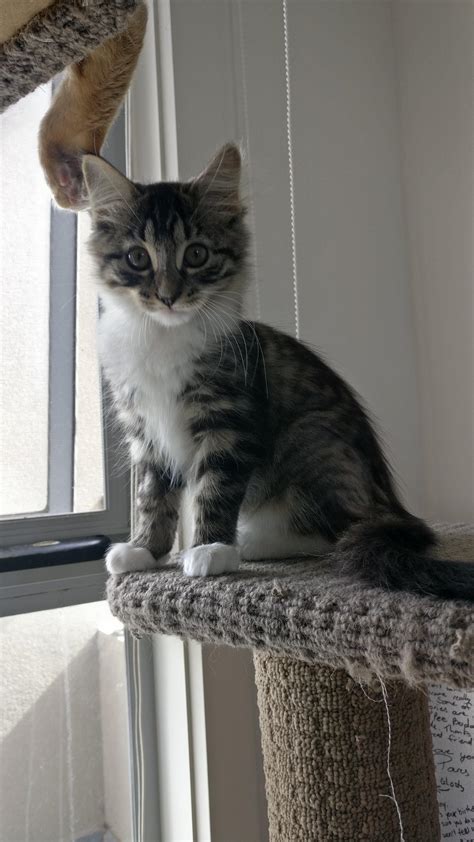 Is my cat a maine coon mix? : r/mainecoons
