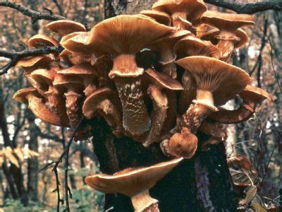 mushroom | Definition, Characteristics, Species, & Facts | Britannica