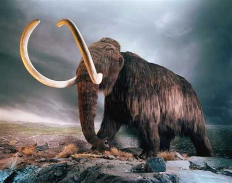 Woolly Mammoth Facts – Woolly Mammoth Habitat and Diet - Woolly Mammoth ...
