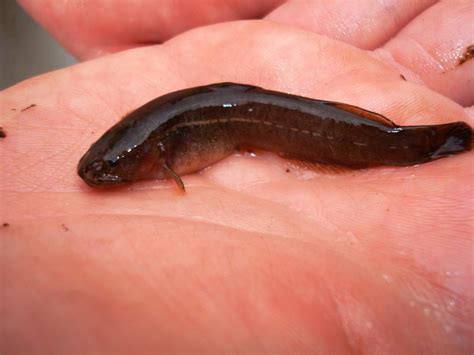 (Heptapteridae) СЕМЕЙСТВО ГЕПТАПТЕРОВЫЕ (Three-barbeled catfishes) 25 ...