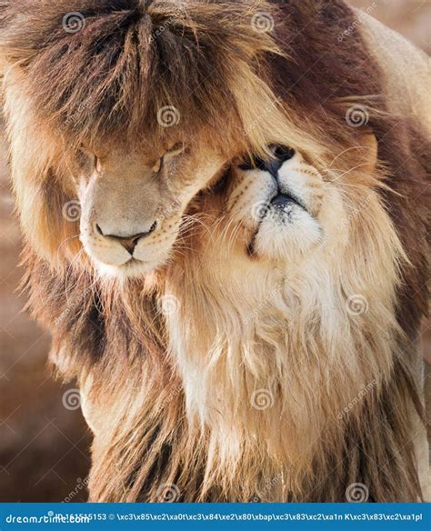 Lgbt Lions Stock Photos - Free & Royalty-Free Stock Photos from Dreamstime