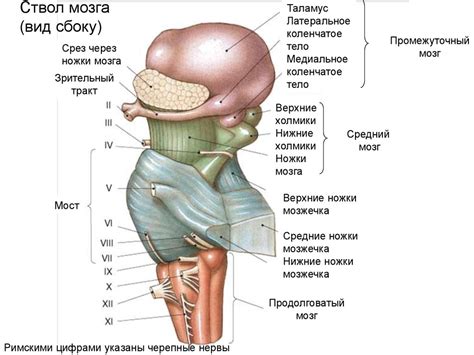 Мозговой ствол. Продолговатый мозг. Варолиев мост. Средний мозг ...