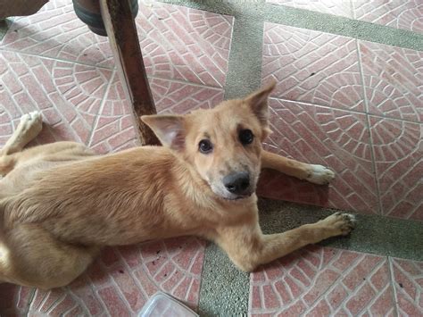 What Should A 6 Month Old Puppy Do