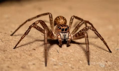 Hobo Spider Symbolism and Meaning - Your Spirit Animal