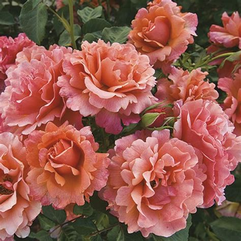 easy   rose beaver bark gift garden center