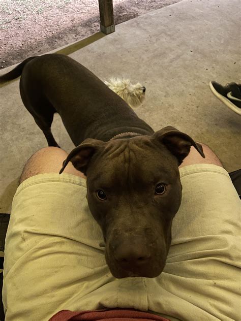 1490 best Pit Bull Mix images on Pholder | Pitbulls, Aww and Doggy DNA