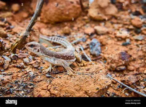 desert lizard camouflage  rocky terrain close  perspective stock