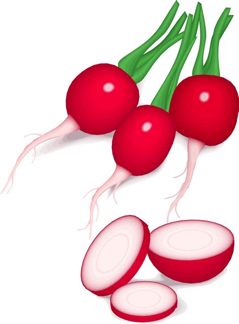 Rábano PNG