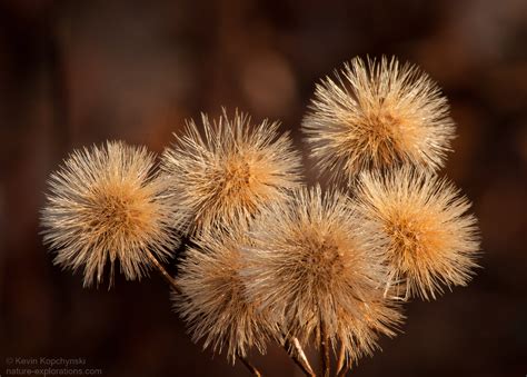 November II | Nature-Explorations