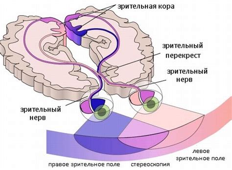 Гемианопсия (гомонимная, гетеронимная, битемпоральная): симптомы, лечение