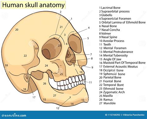 Medical Education Chart of Biology Human Skull Diagram. Vector. Front ...