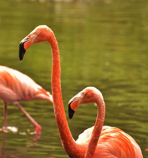 Flamingo Water Bird Pink - Free photo on Pixabay - Pixabay