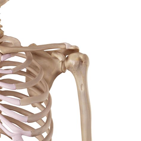 Shoulder Pain: Common Causes & Prevention Tips | Health HQ