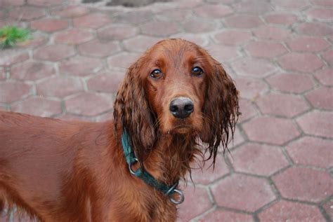 Fotos gratis : mojado, perro, vertebrado, bueno, raza canina, setter ...