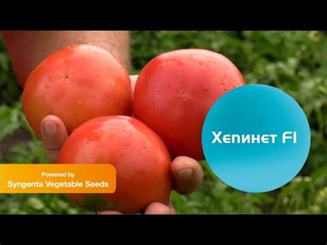 Хепинет: розовият безколов домат при Валентин Пенков, Каварна - YouTube