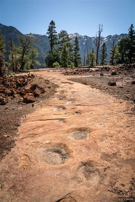 Dinosaur Tracks