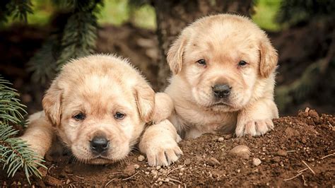 Puppies Desktop Wallpaper - KoLPaPer - Awesome Free HD Wallpapers