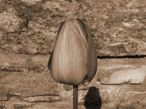 Free Images : rock, wood, leaf, flower, tulip, spring, soil, close up