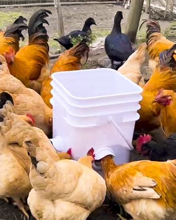 Amazon.com: Chicken-Feeder，Chicken-Feeders-no-Waste，Chicken-Feeder-Port， Automatic Poultry ...