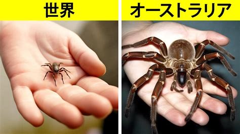 オーストラリアの昆虫は、なぜこんなに大きいのか？ - YouTube