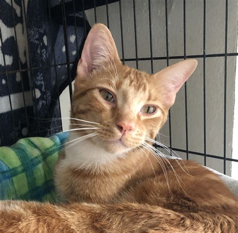 Cat for adoption - Lucky, a Domestic Short Hair & Tabby Mix in Lompoc