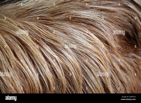 close up goat hair Stock Photo - Alamy