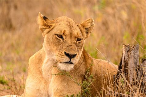 "Black Mane Lion" Images – Browse 85 Stock Photos, Vectors, and Video ...