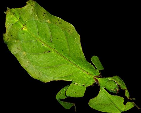 What is an Insect? | Six-Legged Science: Unlocking the Secrets of the