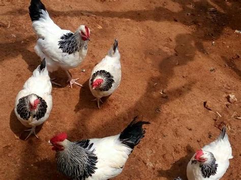 light sussex chicken breed