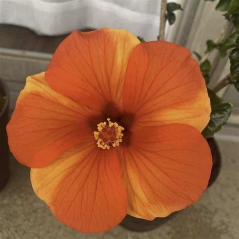 how to care for hibiscus in pots